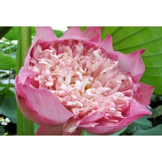 Hạt giống hoa Sen Bách Diệp - Nảy mầm tốt - Tặng kèm 1 gói bón lá và 1 gói kích nảy mầm, có tờ hướng dẫn trồng