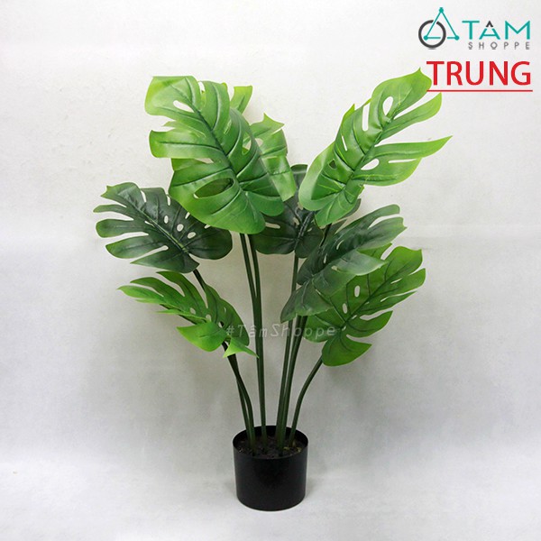 [CAO CẤP - Y THẬT] Cây Monstera trầu bà lá rùa xẻ giả loại 01 F-CHGL-11 SIZE NHỎ VÀ TRUNG