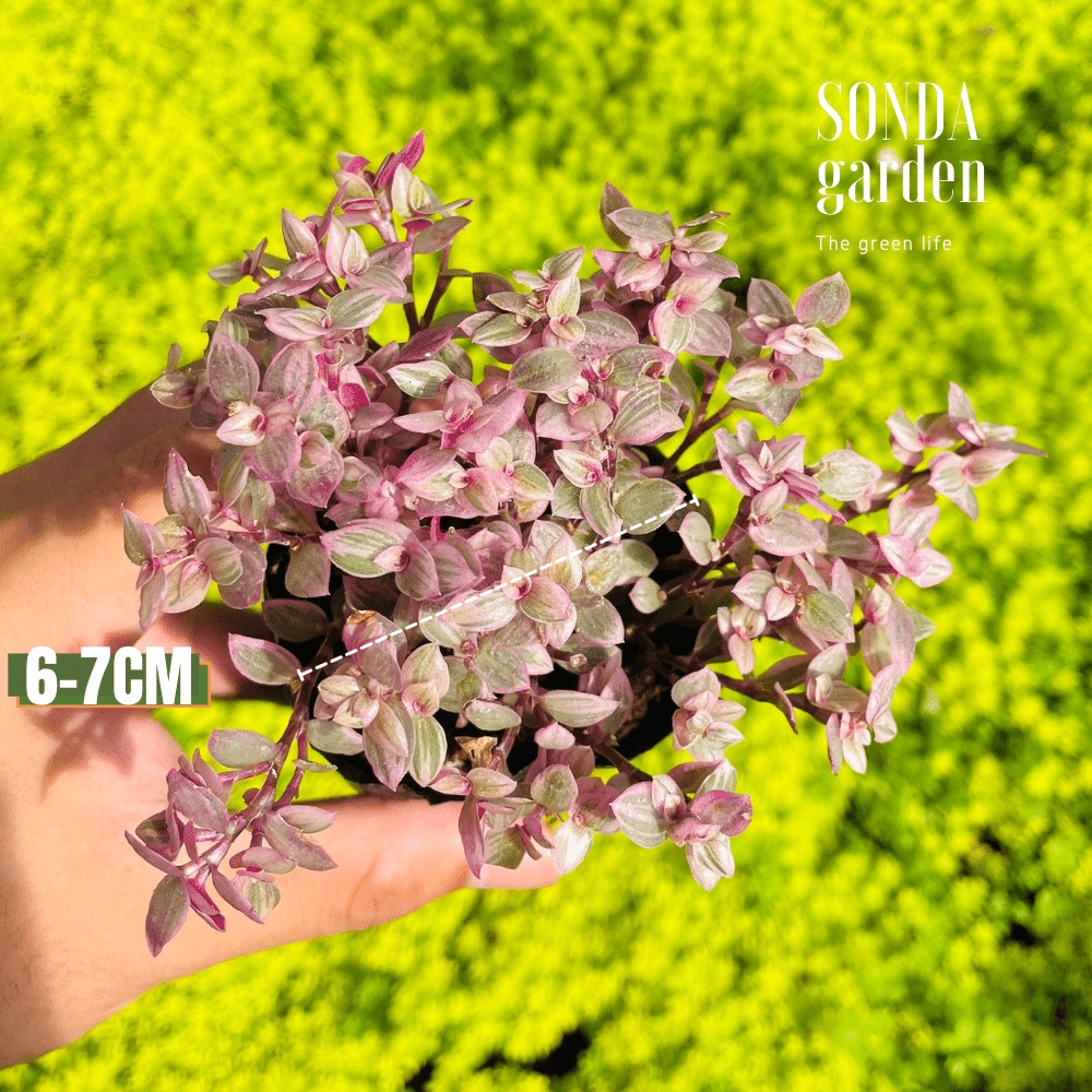 Cỏ pink lady SONDA GARDEN size bé 6-7cm, cây cảnh trang trí nhà cửa, lỗi 1 đổi 1