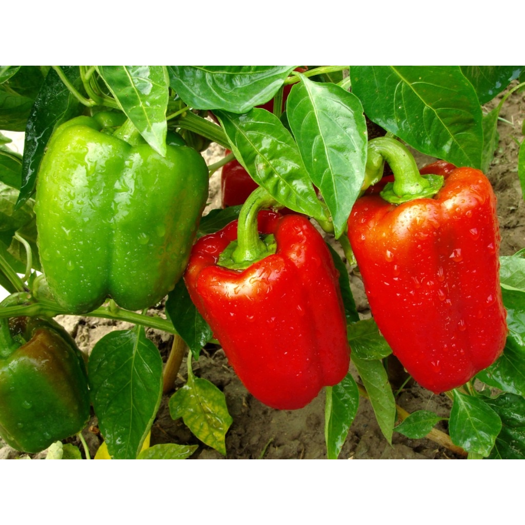 [Hạt giống Israel] Hạt giống ớt chuông đỏ chịu nhiệt - tỷ lệ nảy mầm 90%