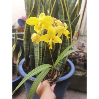 Địa lan hay còn gọi là Lan Chu Đỉnh