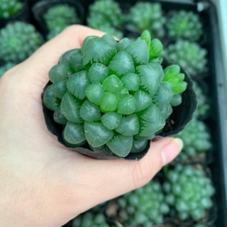 Sen đá kim cương Haworthia Côperia cây thuần (kèm chậu)