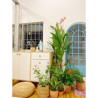 Tủ Gỗ Đa Năng nhiều ngăn kéo