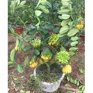 Cây phật thủ giống-giá trị kinh tế cao