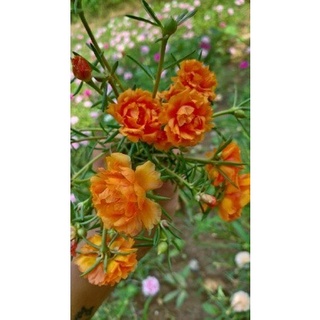 GIỐNG HOA MƯỜI GIỜ THÁI KÉP ( MIX 15 MÀU)