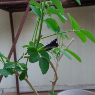 Cây đậu biếc đơn/ kép đang hoa