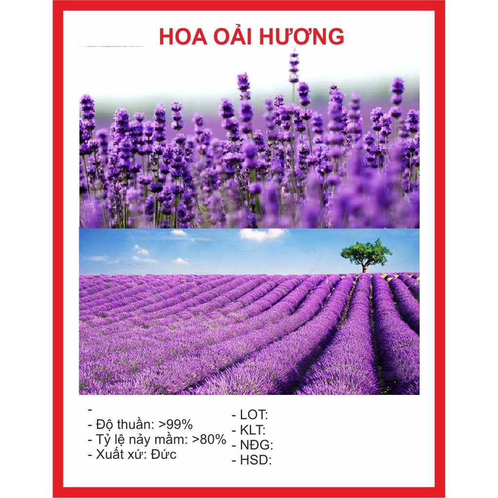   Hạt Giống Hoa Oải Hương 100 hạt