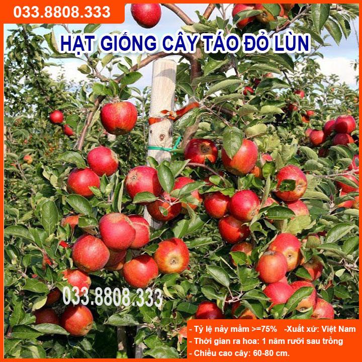 HẠT GIỐNG TÁO ĐỎ LÙN - GIỐNG CHUẨN, CỰC CHẤT LƯỢNG