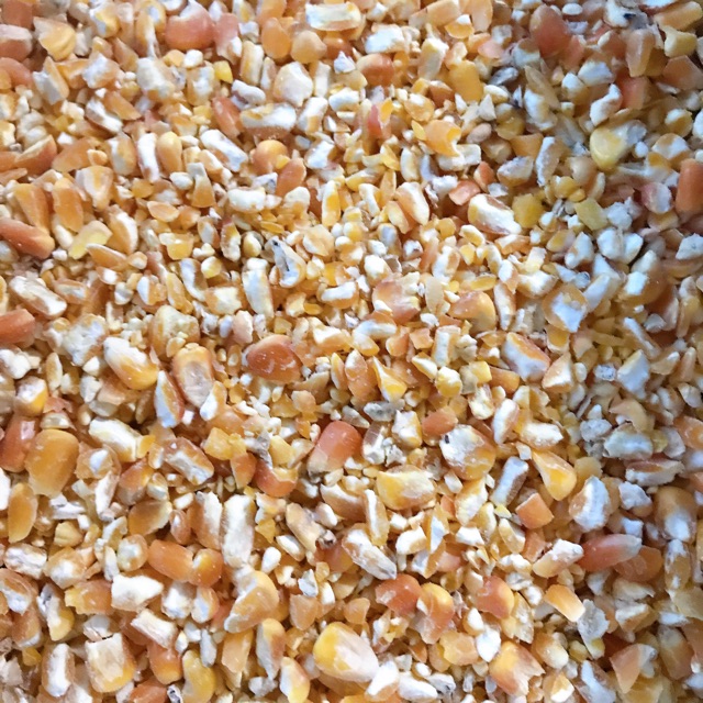 1kg Ngô vỡ cho chim bồ câu , chuột