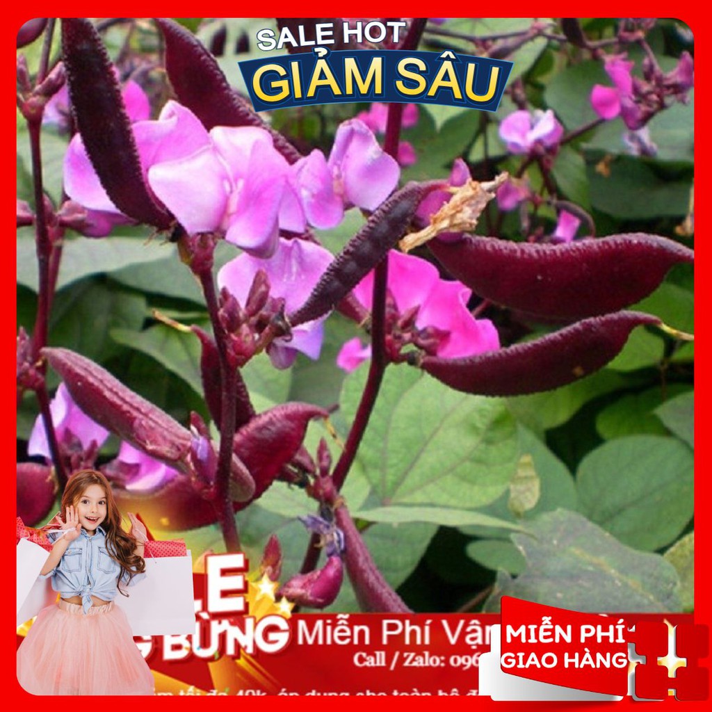 Hạt Giống Đậu Ván Tím - 10 Hạt / Gói