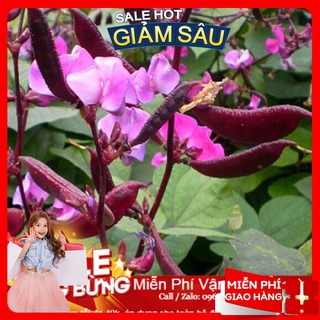 Hạt giống đậu ván tím - 10 hạt / gói