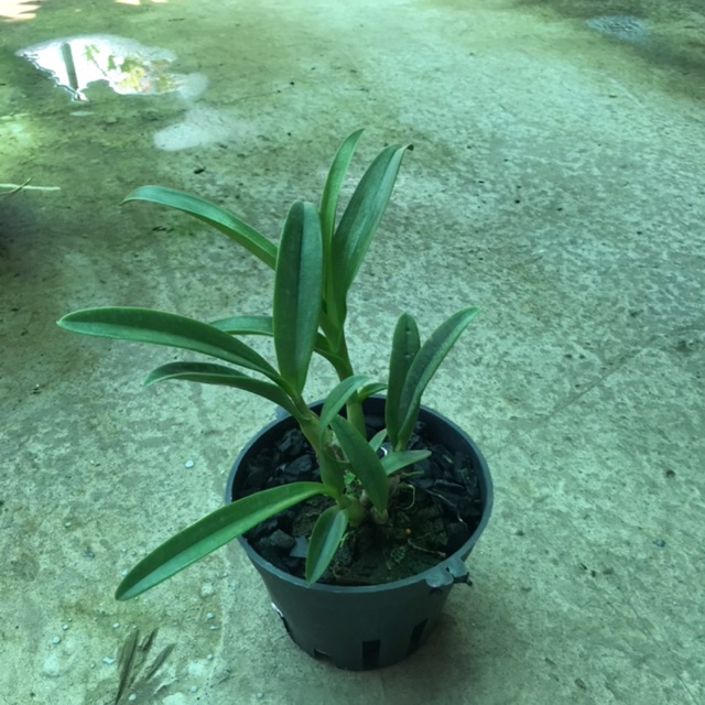Denro nắng pensoda hoa thơm