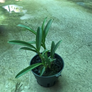 Denro nắng pensoda hoa thơm