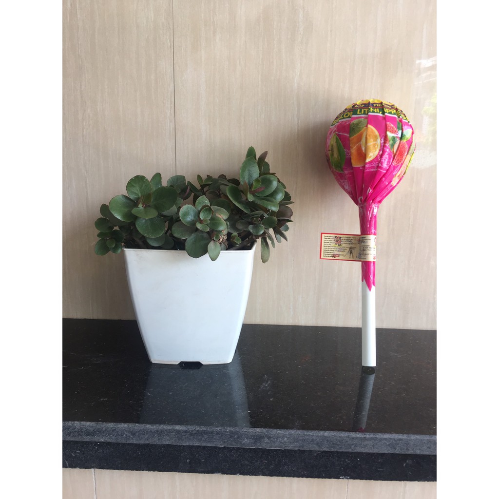 Kẹo mút khổng lồ - Kẹo trái cây Popop