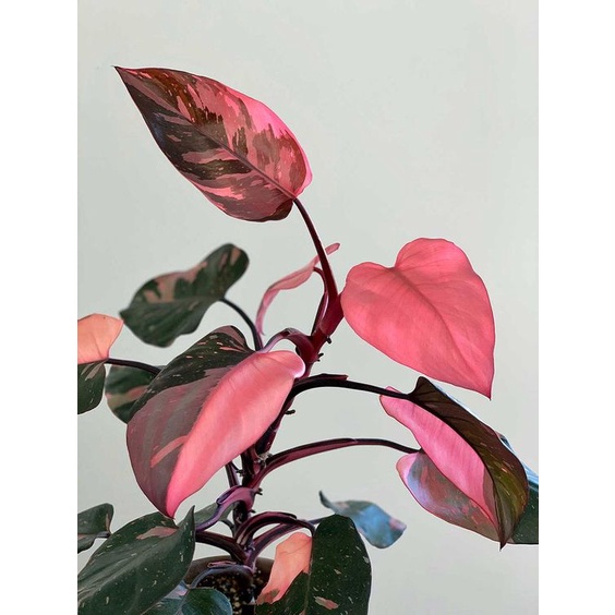 HỒNG CÔNG CHÚA hay Trầu bà Son môi/ Philodendron pink princess - Rẻ nhất shopee