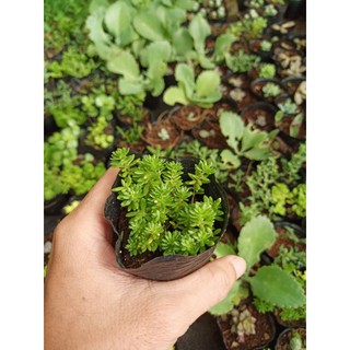 Sen đá sedum xanh
