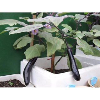 HẠT GIỐNG CÀ TÍM KHỔNG LỒ
