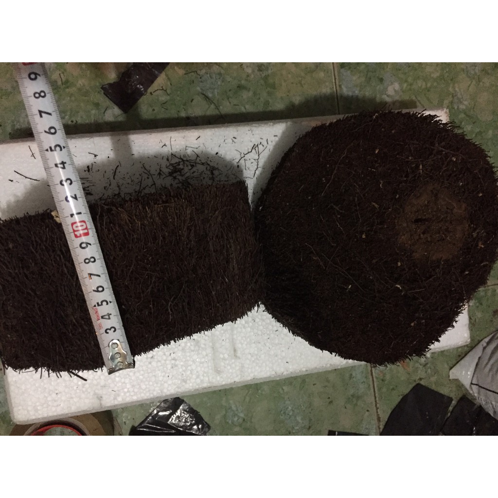 Cặp dớn ghép lan đường kính trên 20cm cao 10 cm