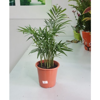 Cây tiểu trâm , cau cảnh