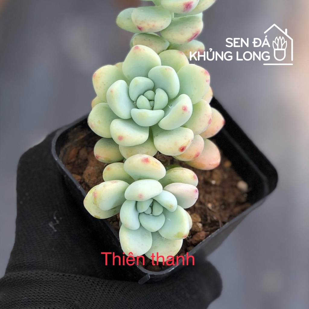 Sen đá Thiên Thanh - sedum clavatum