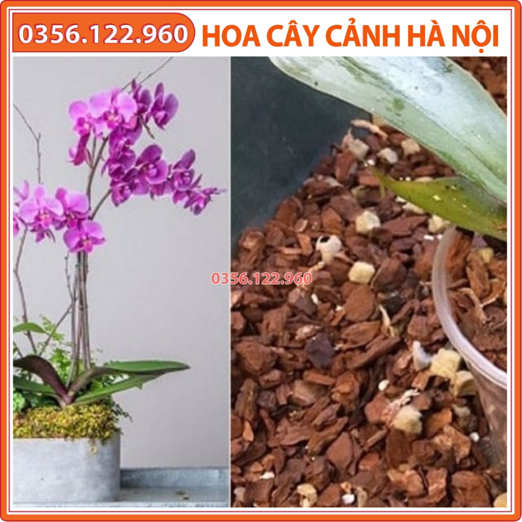 Vỏ thông trồng lan loại đẹp đã mài vẳ lý size 2x3cm, 3x4cm - Gói1 kg - Shop hoa cây cảnh Hà Nội