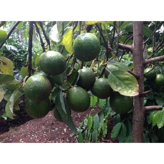 Giống Bơ Booth 7 ( cây ghép siêu khỏe)