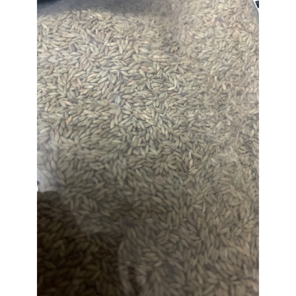 Hạt giống cỏ Mombasa Ghine cỏ sả lá lớn gói 500g