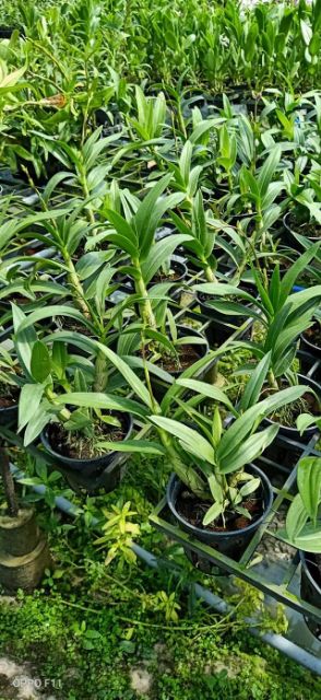 Lan denro mini yaya đang nụ