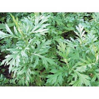 Cây ngải cứu khô