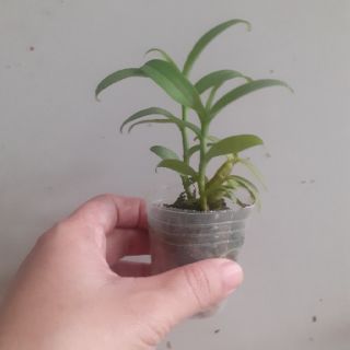 Phi điệp 5ct Phú Thọ gieo hạt