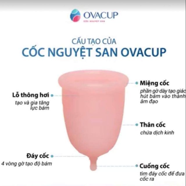 Cốc nguyệt san Ovacup