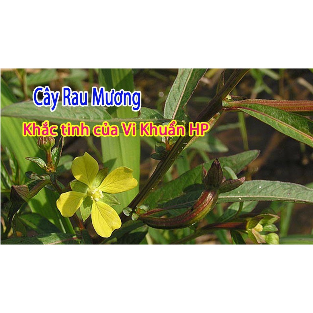 Cây rau mương khô thượng hạng Jindo 1kg - hỗ trợ người mắc các chứng về dạ dày, loại bỏ virus HP
