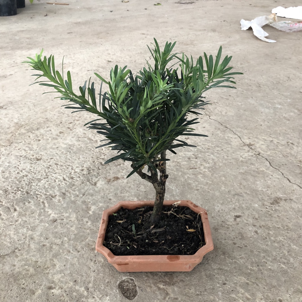 Cây tùng la hán bonsai, Cao 25cm gốc to rễ chắc khỏe tán lá sum đẹp mang phong thủy tốt, thích hợp làm cây tiểu cảnh