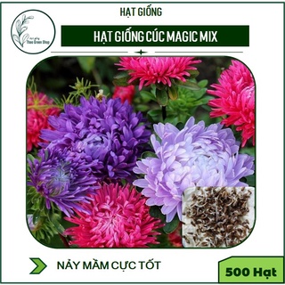 Hạt giống cúc Magic - cúc Đài Loan - cúc Thúy - cúc Đà Lạt nảy mầm cực tốt