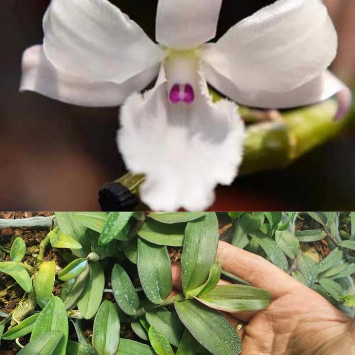 [Siêu Sale] giã hạc hồng bích quyết độc lạ rất đẹp chiều cao 10-15 cm dể trồng dể chăm sóc