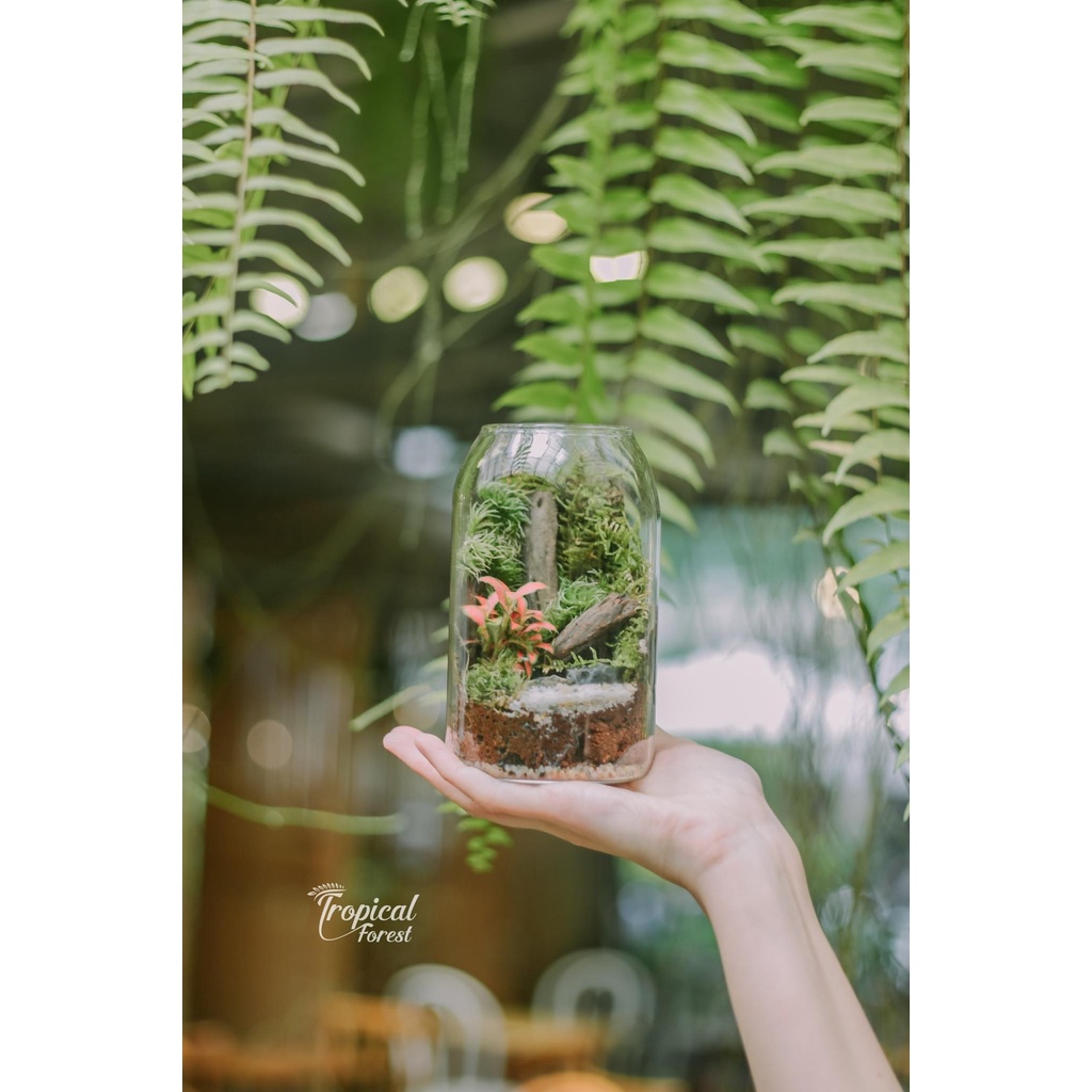 Set tiểu cảnh terrarium TROPICAL FOREST