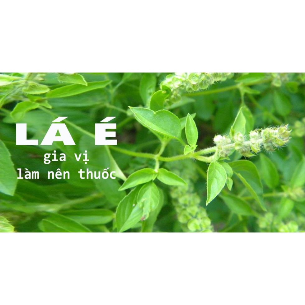 Hạt Giống Lá É Trắng/ Rau Thơm Sả  - Dễ Trồng, Thơm Ngon - MUA 3 TẶNG 1 CÙNG LOẠI KHUYẾN MẠI TRONG 1 NGÀY