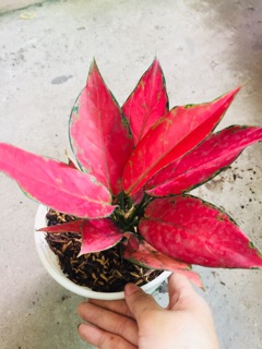 HỒNG PHÁT LỘC
