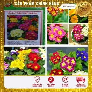 Hạt Giống Hoa Báo Xuân -50 hạt