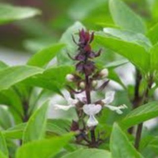 10gram HẠT GIỐNG RAU QUẾ