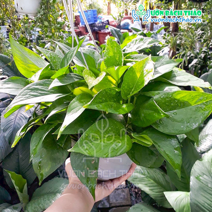 Cây trầu bà xanh thái