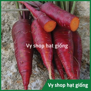 Hạt giống cà rốt đỏ Thái Lan gói 500 hạt