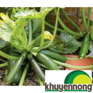 Gói 15 hạt giống quả bí ngòi xanh
