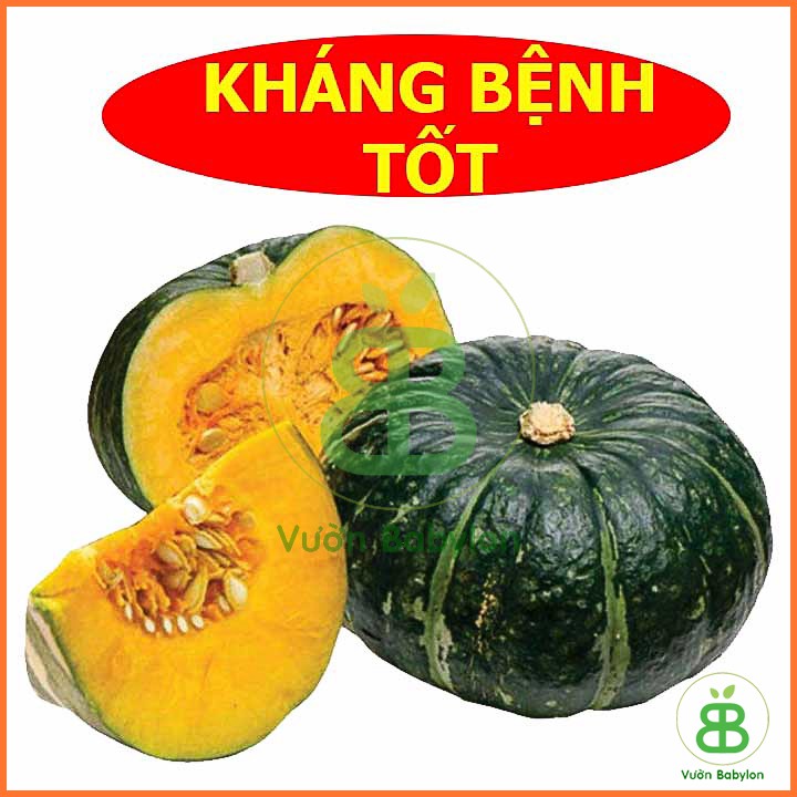 Hạt Giống Bí Đỏ Tròn F1