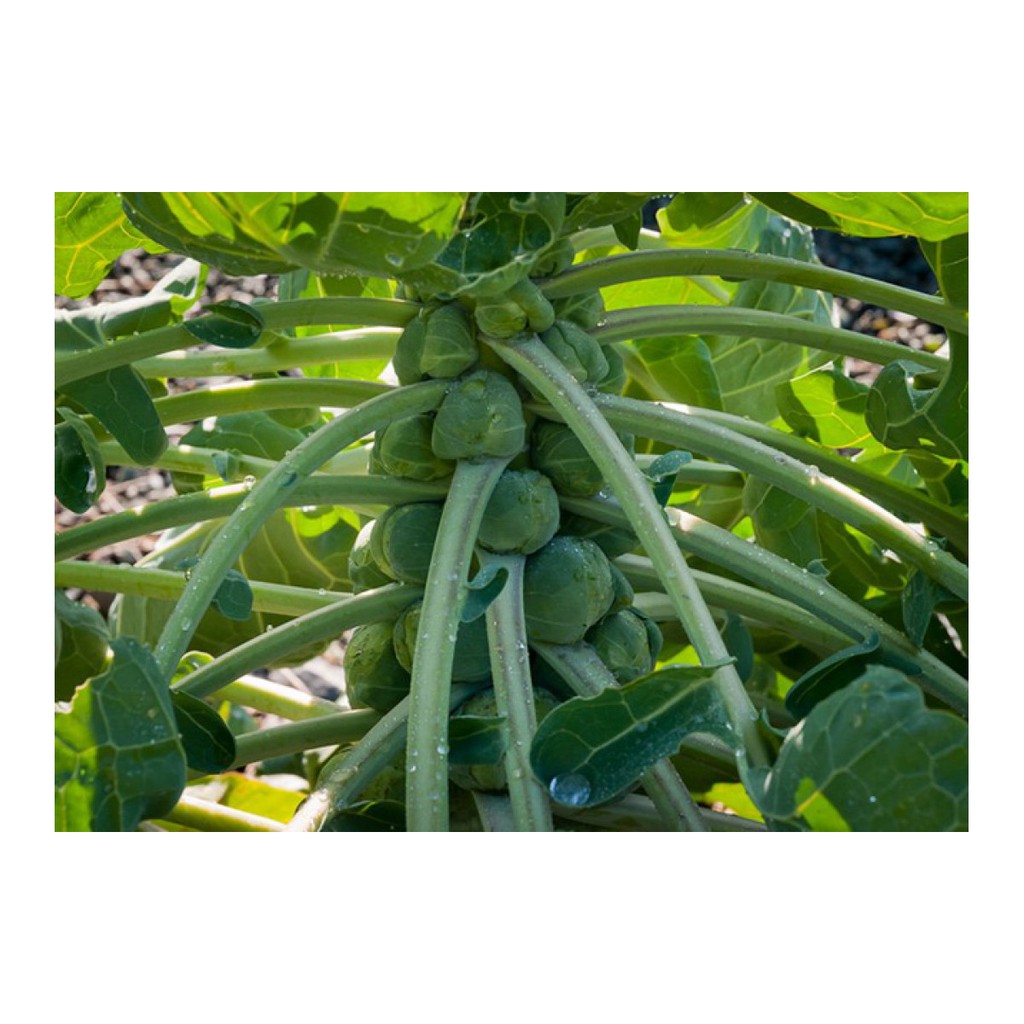 Hạt giống bắp cải tí hon