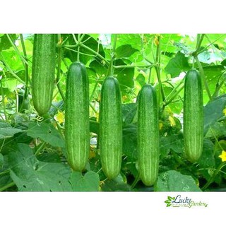 1g Hạt giống Dưa leo (tặng gói Kích nẩy mầm và Hướng dẫn) XTRA