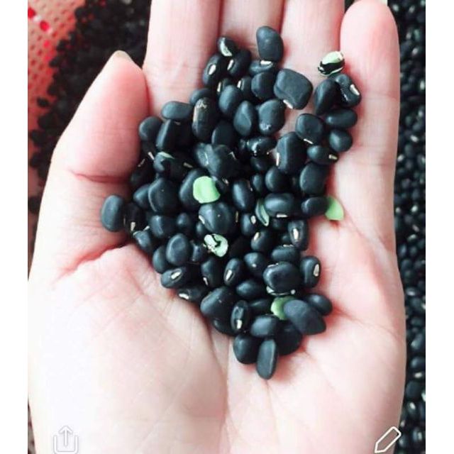ĐỖ ĐEN LÒNG XANH _ ĐẦU VỤ 1kg