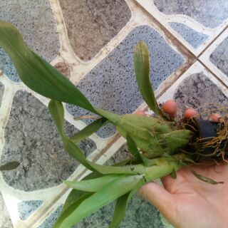 Lan giống Vũ nữ Mèo hoang