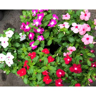 Bộ 5 chậu dừa cạn siêu bông đứng chỉ giao tại TP.HCM