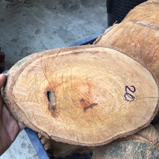 5 miến Gỗ Nhãn ghép Lan